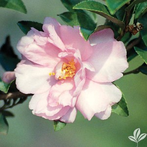 Cotton Candy Sasanqua Camellia, Camellia sasanqua 'Cotton Candy'